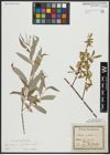 Foto von Salix alba subsp. vitellina (L.) Arcang.
